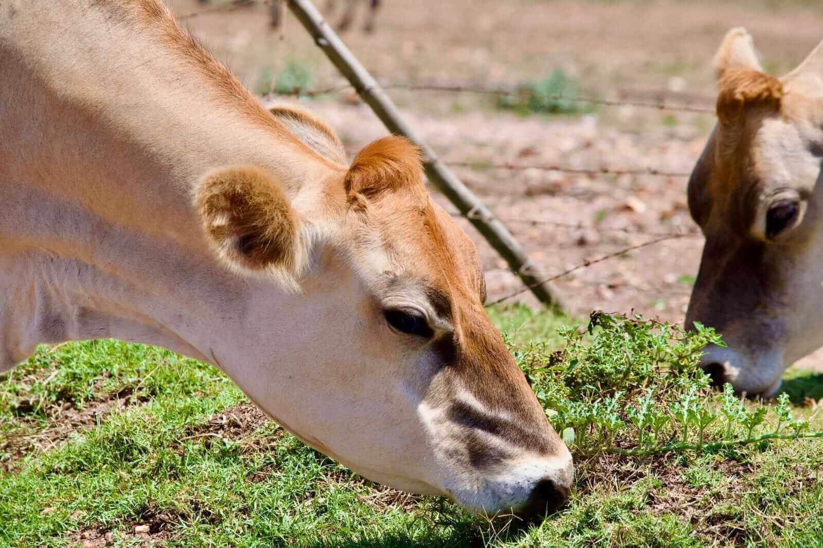 Live Cattle Prices and Live Cattle Futures Prices